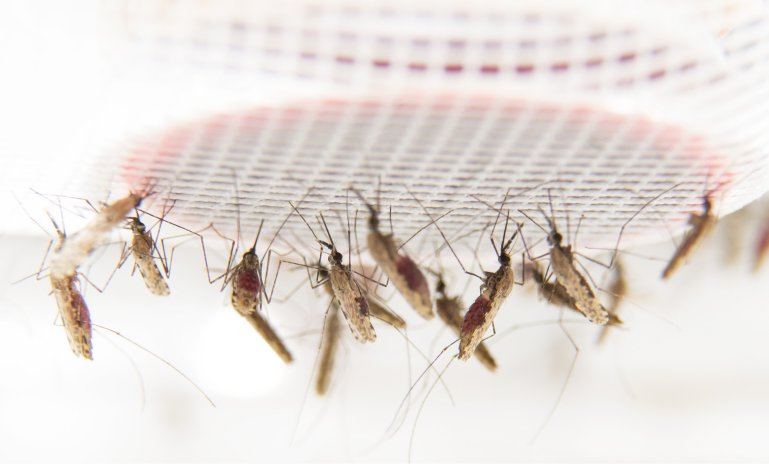 Mosquitos da malria picam mais pessoas j com malria