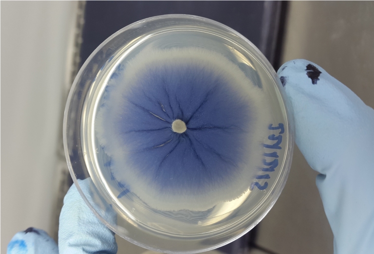 Descobertos na Antrtica fungos contra dengue