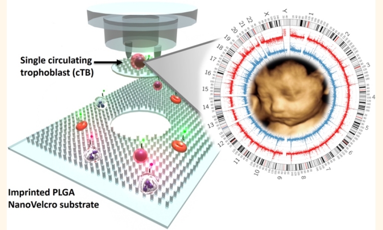 DNA do beb no sangue materno pode indicar problemas de forma no invasiva