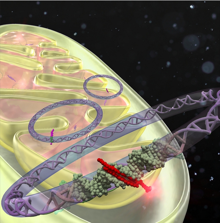 Substncia acessa DNA dentro das mitocndrias para tratar doenas