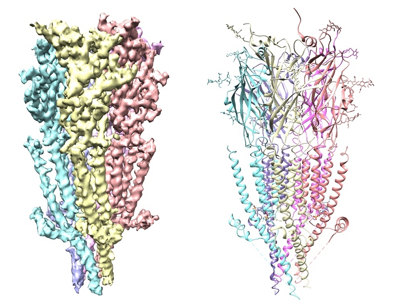 Receptores de serotonina so fotografados pela primeira vez