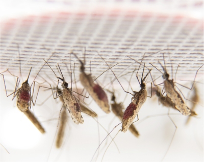 Pessoas infectadas podem gerar at 80% dos novos casos de dengue
