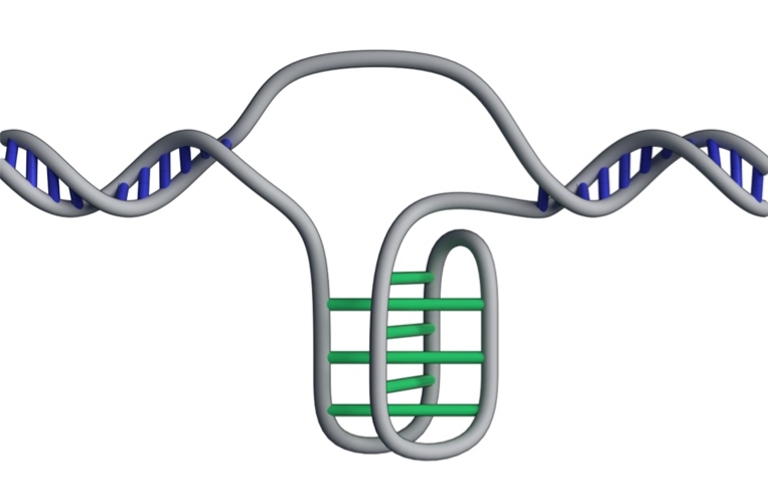 Descoberta nova forma DNA nas clulas
