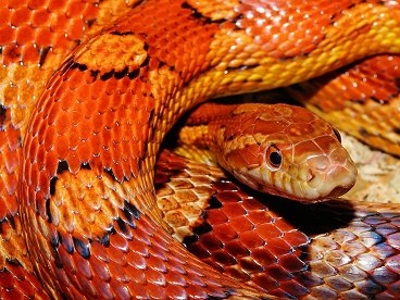 Vrus chins misterioso passou das cobras para humanos