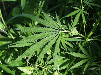 Comunidade mdica precisa endossar a cannabis para uso medicinal, dizem especialistas