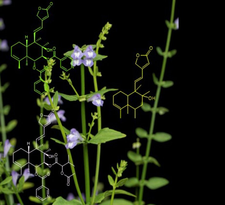 Descoberta da qumica anti-cncer traz planta medicinal para medicina moderna