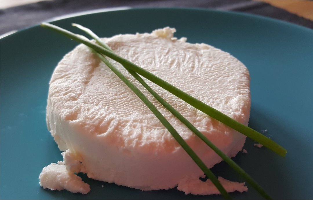 Bactrias do queijo de cabra tm forte potencial probitico