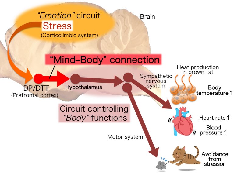 Descoberta conexo mente-corpo que explica reaes ao estresse