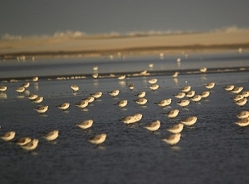Novo vrus em ave migratria  descoberto no Rio Grande do Sul