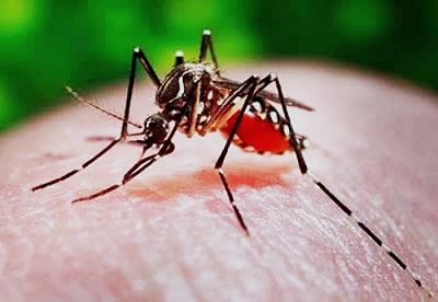 Fiocruz far novas solturas de Aedes aegypti infectado com bactria