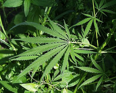 Pacientes esto demandando uso medicinal da cannabis, dizem mdicos