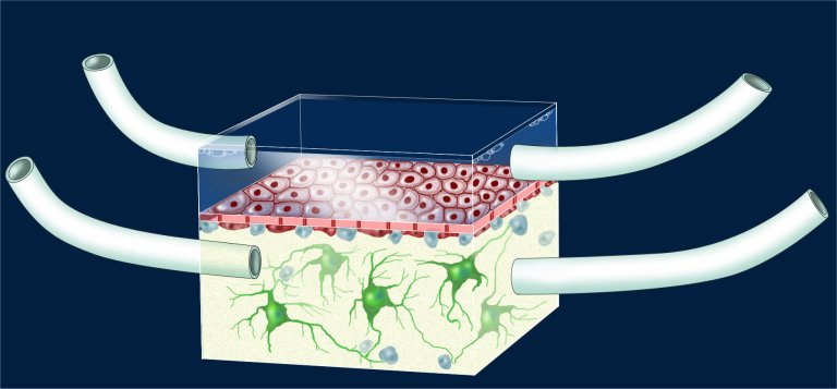Criada barreira sangue-crebro artificial