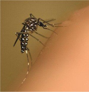 Controle qumico do Aedes Aegypti  ineficaz, dizem cientistas