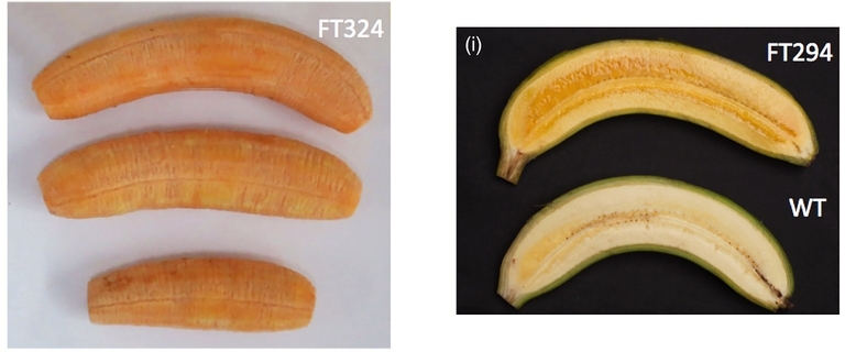 Banana dourada  rica em vitamina A e amarela tambm por dentro