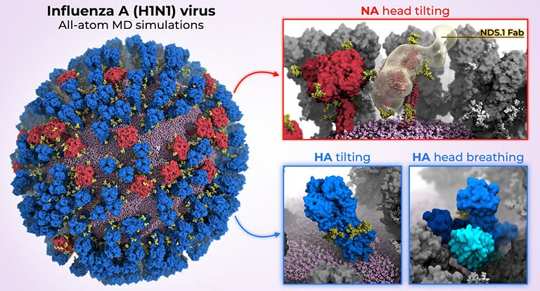 Gmeo digital do vrus H1N1 abre caminho para vacina universal contra gripe