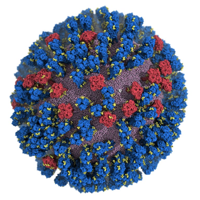 Gmeo digital do vrus H1N1 abre caminho para vacina universal contra gripe