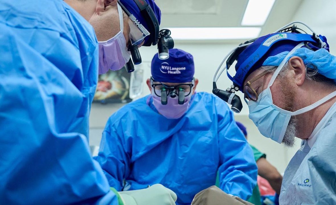 Rim de porco transplantado com sucesso para paciente com morte cerebral
