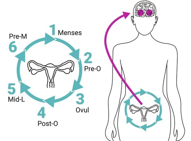 Cientistas mapeiam as influncias do ciclo menstrual no crebro feminino