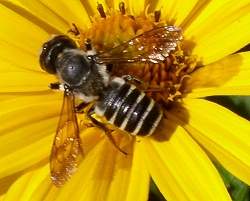 Cientistas usam veneno de abelha para combater cncer