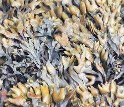 Fibras de algas marinhas aumentam sensao de saciedade