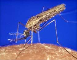 Vacina contra a malria est prxima, diz cientista