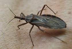 Cientistas anunciam cura para Doena de Chagas
