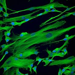 Clulas-tronco do cordo umbilical para medicina regenerativa
