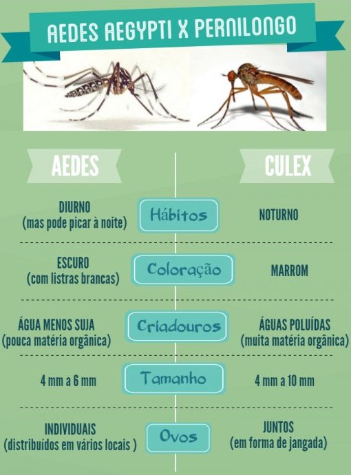 Pernilongo comum tambm transmite vrus zika