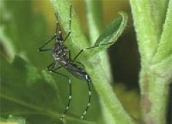 Mosquito transgnico sem asas ajuda a combater a dengue