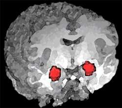 Cientista controlam ansiedade no crebro usando luz