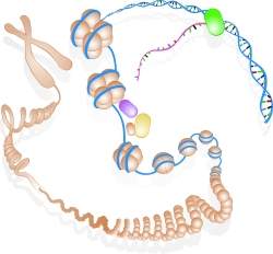 Enciclopdia dos Elementos do DNA aprofunda mistrios do genoma humano