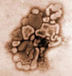 Vrus H1N1 sofre mutao, mas nova epidemia  improvvel
