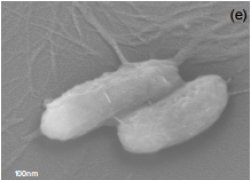 Nanopartculas destroem bactrias resistentes a antibiticos