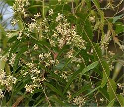 Nim - Planta indiana  inseticida natural contra praga das frutas