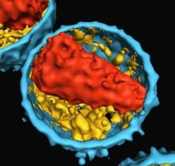 Fiocruz lana exame que detecta HIV em 20 minutos