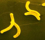 Vibrio do clera est disseminado no zooplncton