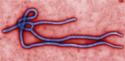 Vrus ebola pode estar 