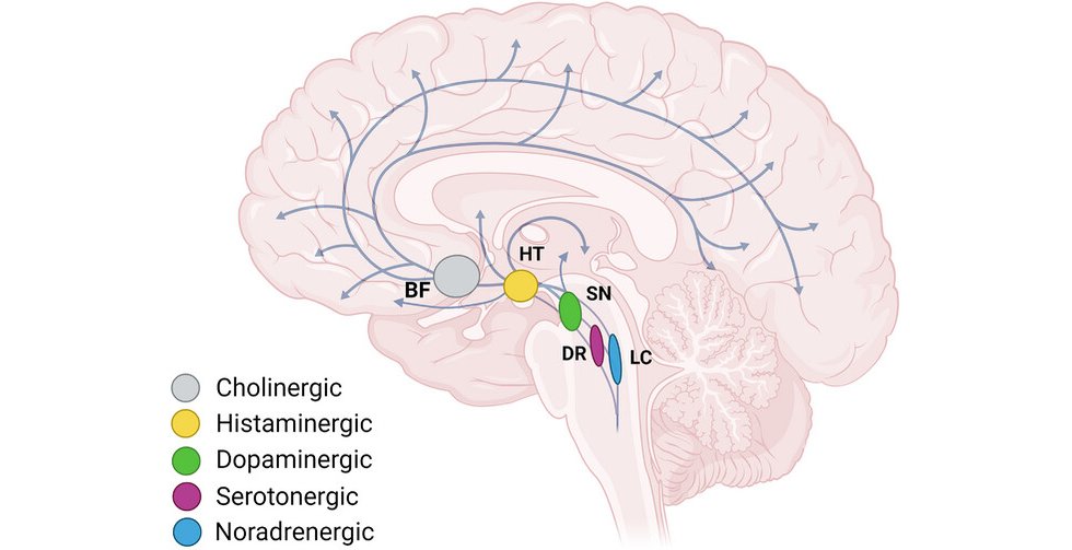 Alzheimer: Cientistas propem uma nova perspectiva sobre a doena