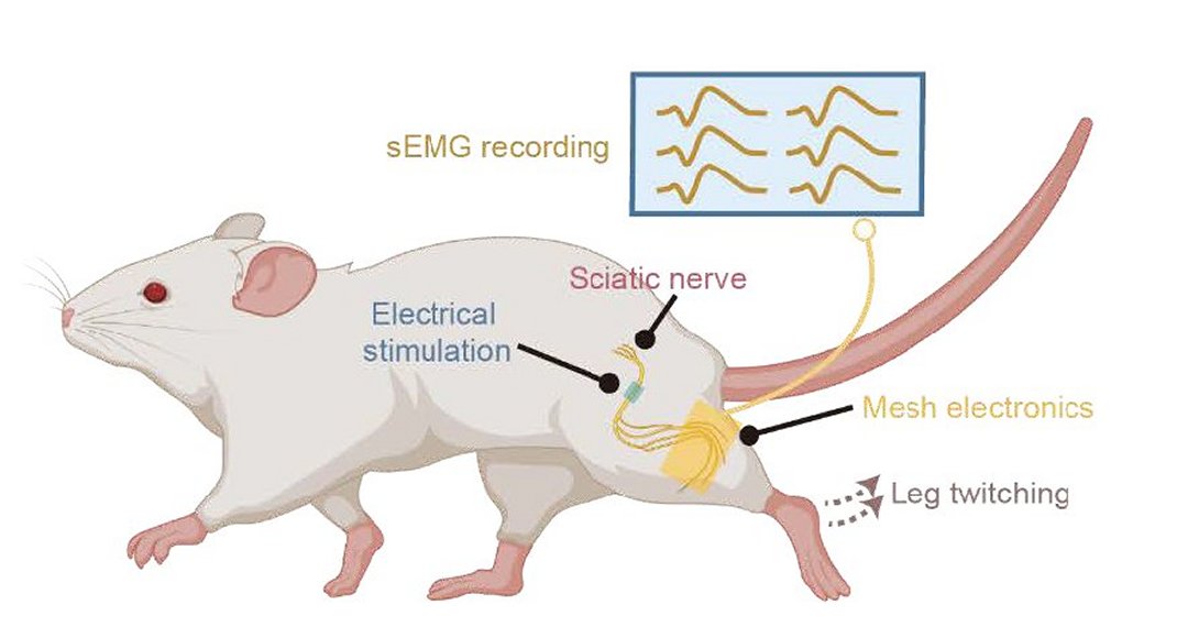 Dispositivo bioeletrônico vivo monitora e trata psoríase