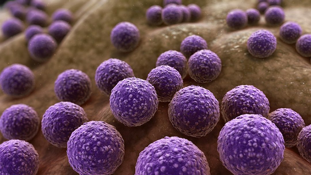 Novo antibitico mata bactrias patognicas e poupa as benficas