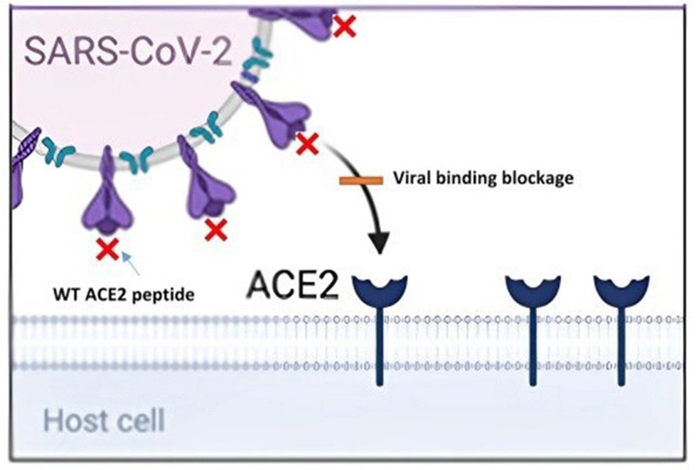 Escudo antiviral impede infeco pelo vrus da covid-19