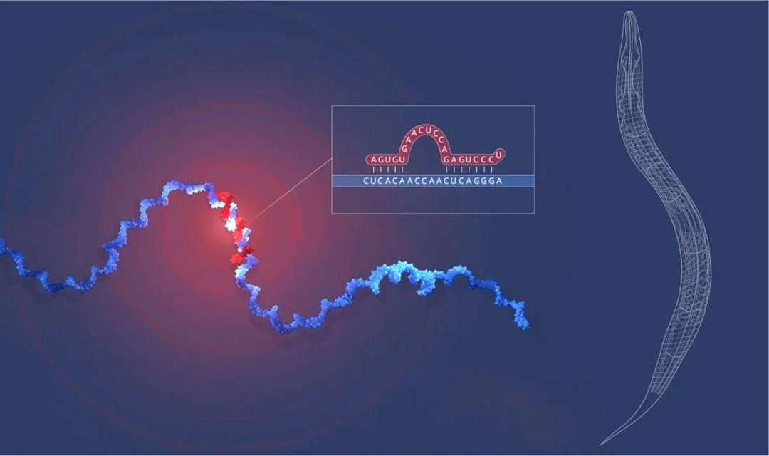 Nobel de Medicina premia descoberta do microRNA