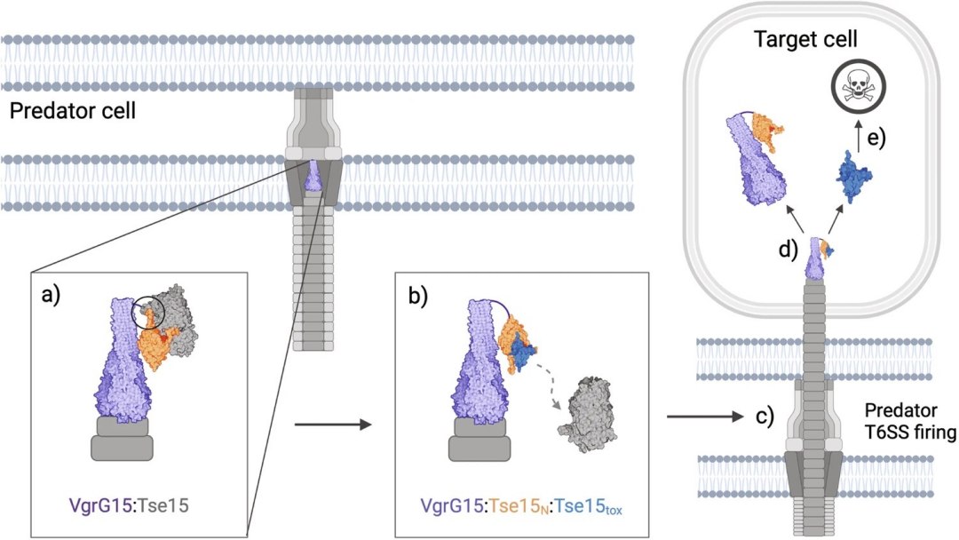 Bactéria resistente a antibióticos usa nanoarma com veneno para matar competidoras