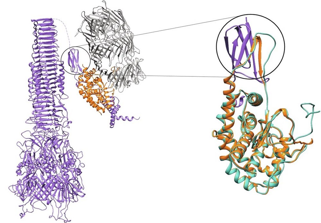 Bactria resistente a antibiticos usa nanoarma com veneno para matar competidoras