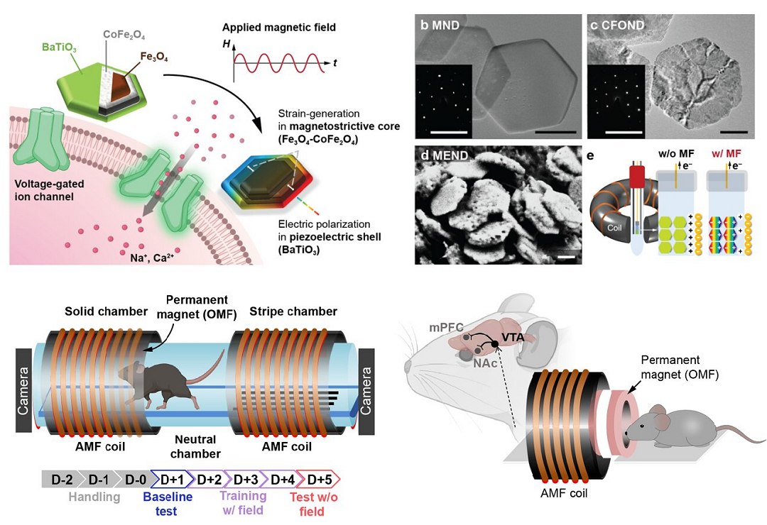 Nanodiscos magnticos prometem opo melhor que neurochips