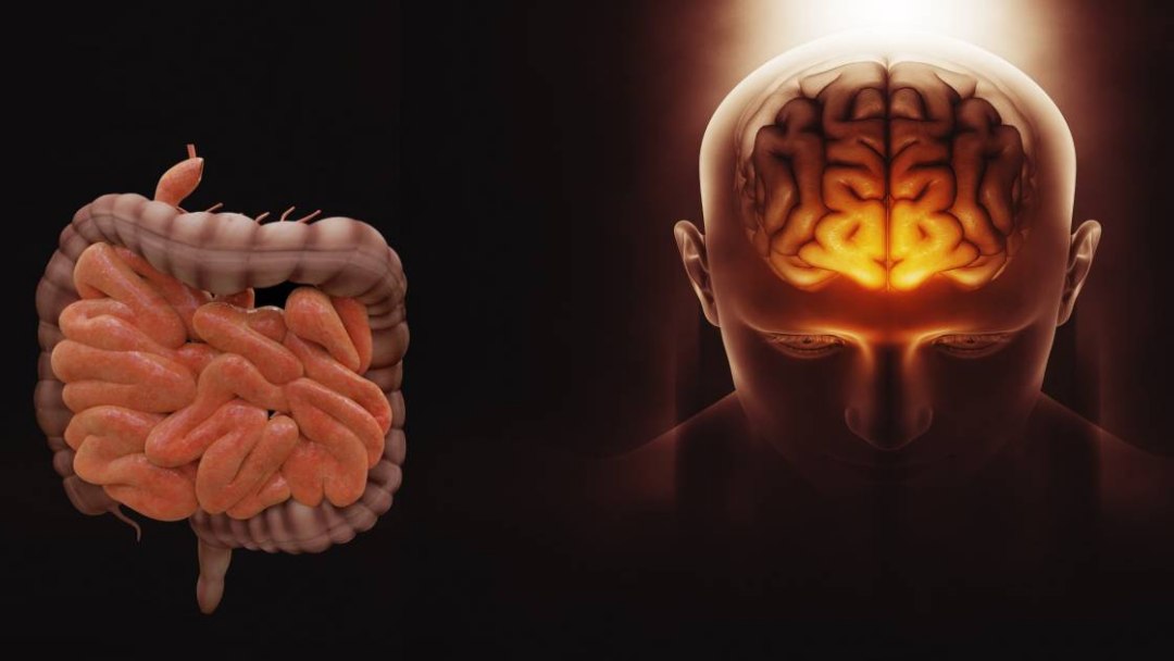 Microbiota intestinal: Microrganismos influenciam o corpo e a mente