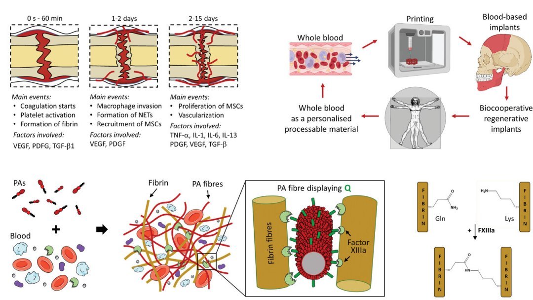 Cientistas transformam sangue em materiais biocooperativos que regeneram tecidos