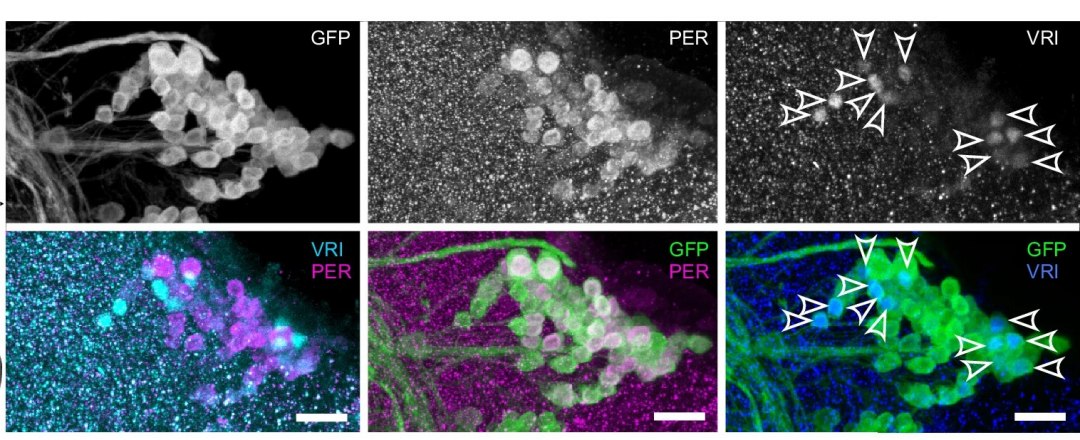 Cientistas mapeiam no crebro o relgio biolgico principal