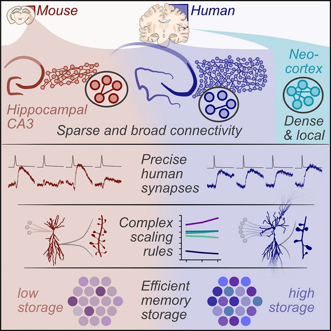 Estudar neurocincia em cobaias no revela complexidades do crebro humano