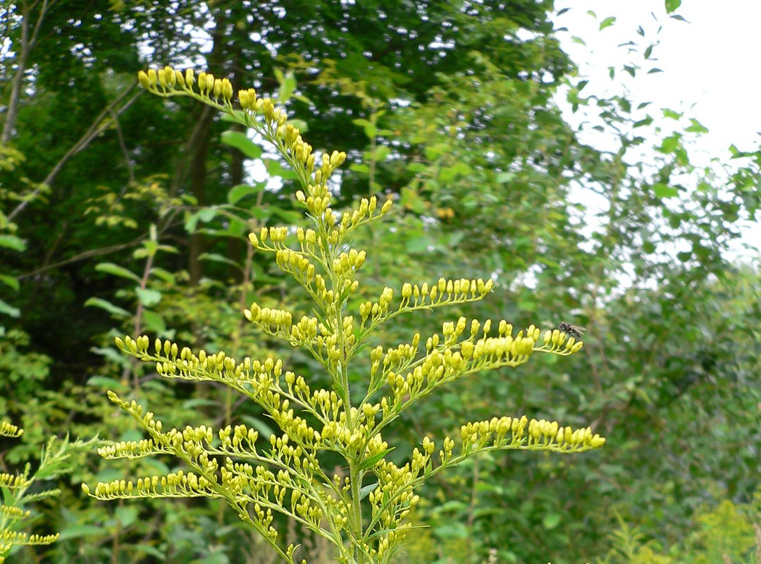 Plantas tm mesmo inteligncia? Depende da definio de inteligncia